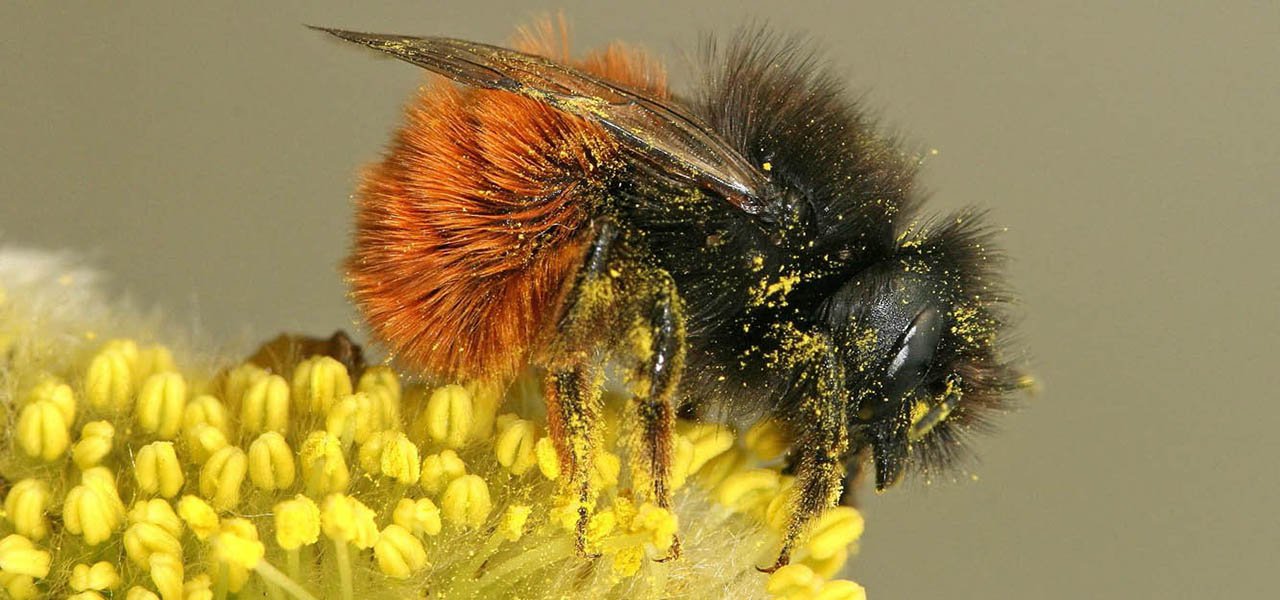 Malle pédagogique sur les pollinisateurs et la pollinisation