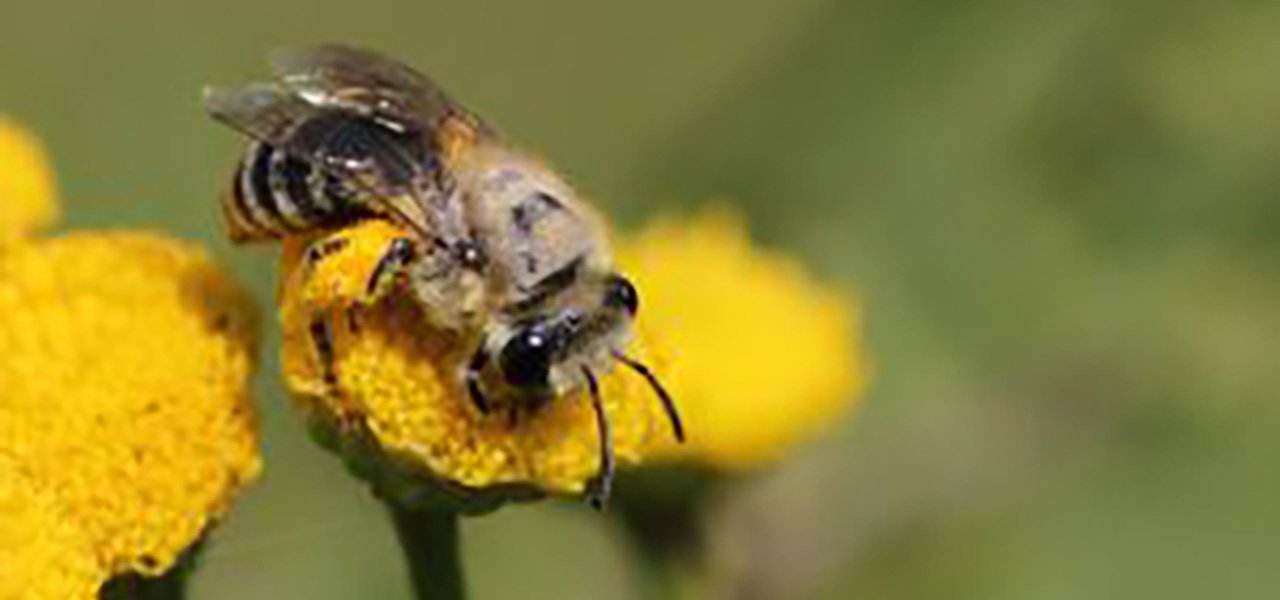 Réseau de Refuges pour les pollinisateurs